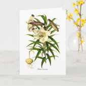 Brownii van Lilium Kaart (Gele Bloem)