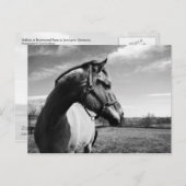 Brownstead Stallion Briefkaart (Voorkant / Achterkant)