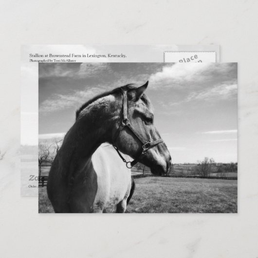 Brownstead Stallion Briefkaart (Voorkant / Achterkant)