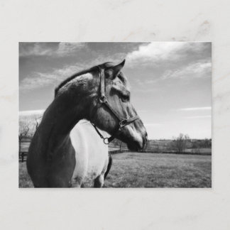 Brownstead Stallion Briefkaart