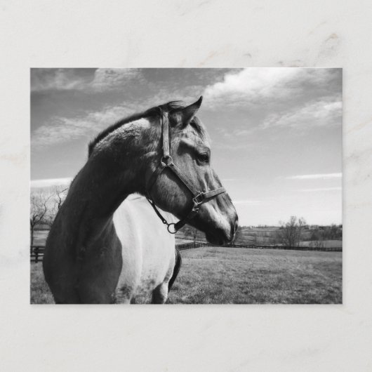 Brownstead Stallion Briefkaart (Voorkant)