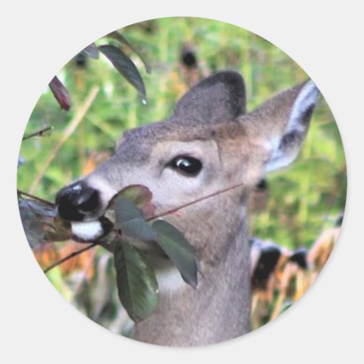 Browsing Deer Na de Freeze Ronde Sticker (Voorkant)