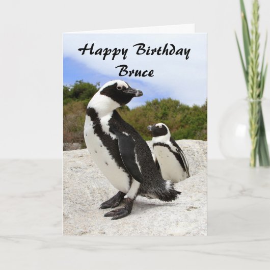 Bruce Happy Birthday Afrikaanse Pinguïns Humor Kaa Kaart (Voorkant)
