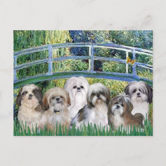 Brug - 6 Shih tzus Briefkaart (Voorkant)
