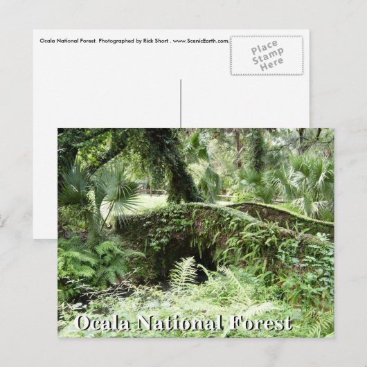 Brug in Ocala National Forest Florida, postkaart (Voorkant / Achterkant)