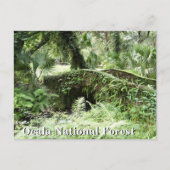 Brug in Ocala National Forest Florida, postkaart (Voorkant)