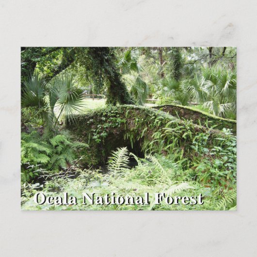 Brug in Ocala National Forest Florida, postkaart (Voorkant)