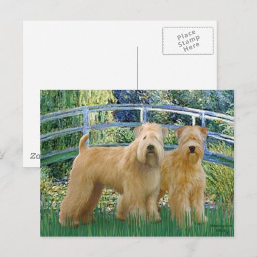 Brug - Twee Tarweterriërs Briefkaart (Voorkant / Achterkant)