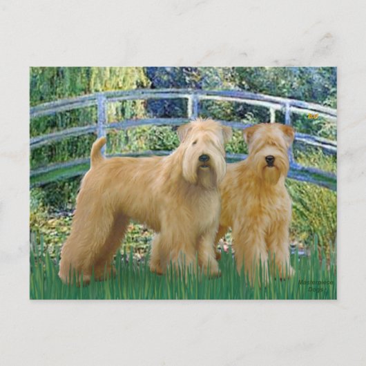 Brug - Twee Wheaten Terriers Briefkaart (Voorkant)
