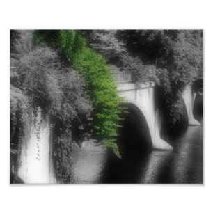 Brug van bloemen Partiële kleur 8x10 Foto Afdruk