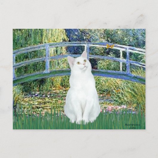 Brug - Witte kortharige kat Briefkaart (Voorkant)