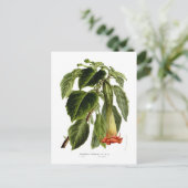 Brugmansia sanguinea (Angel's trompet) Briefkaart (Staand voorkant)