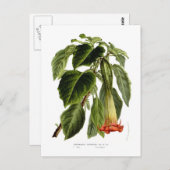 Brugmansia sanguinea (Angel's trompet) Briefkaart (Voorkant / Achterkant)
