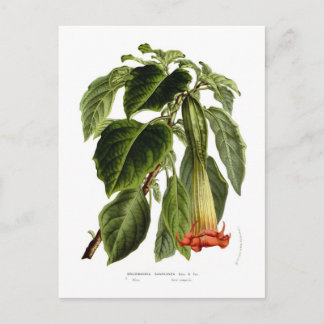 Brugmansia sanguinea (Angel's trompet) Briefkaart