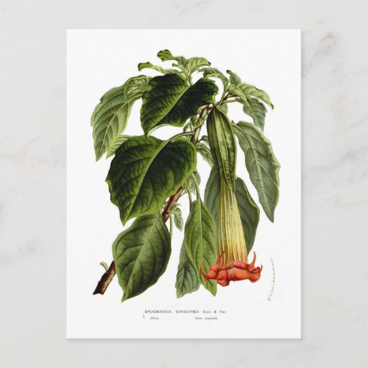 Brugmansia sanguinea (Angel's trompet) Briefkaart (Voorkant)