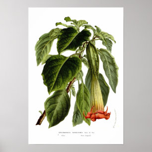 Brugmansia sanguinea (Angel's trompet) Poster