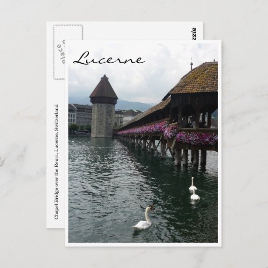 brugzwanen briefkaart (Voorkant / Achterkant)