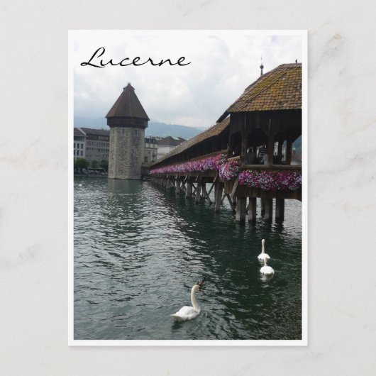 brugzwanen briefkaart (Voorkant)