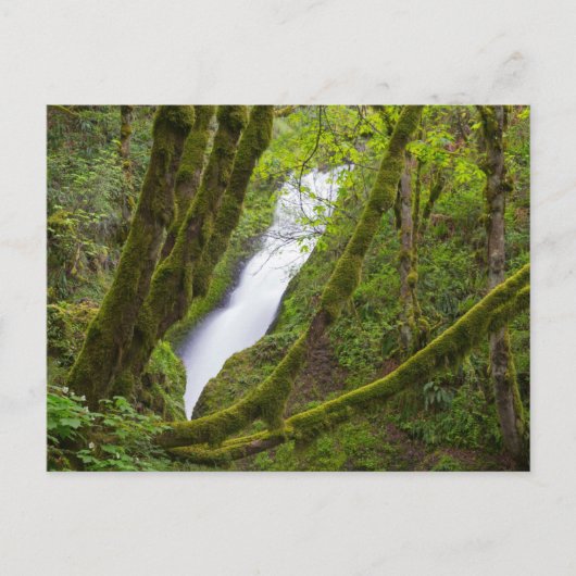Bruids sluier waterval briefkaart (Voorkant)