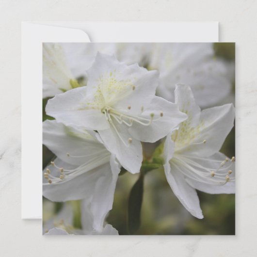 Bruidsdouche uitnodiging, witte azalea bloemen kaart (Achterkant)