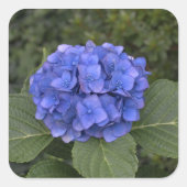 Bruiloft Envelop Stickers Blauw Hydrangea Bloem (Voorkant)