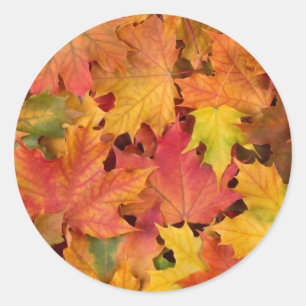 Bruiloft herfst bladeren herfst kleuren Sinaasappe Ronde Sticker