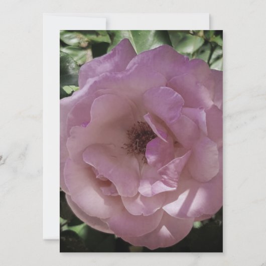 BRUILOFT UITNODIGING Flat Kaart ROOS STIJL ONTWERP (Achterkant)