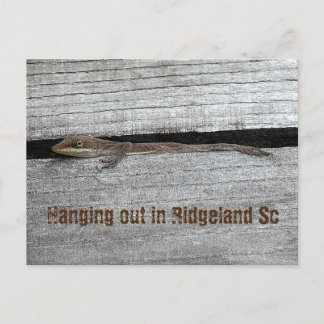 Bruin Anole Briefkaart