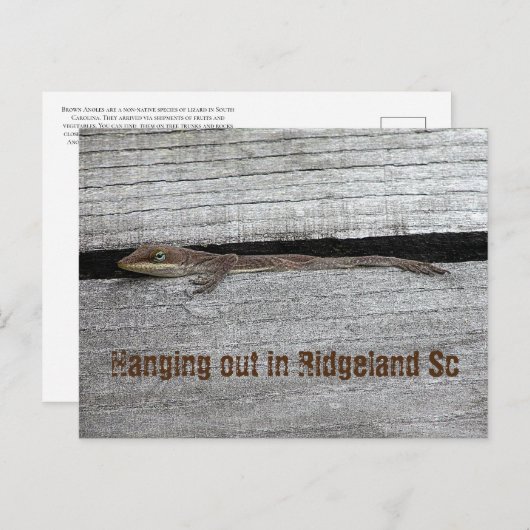 Bruin Anole Briefkaart (Voorkant / Achterkant)