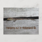 Bruin Anole Briefkaart (Voorkant)