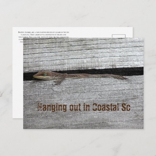 Bruin Anole Briefkaart (Voorkant / Achterkant)