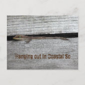 Bruin Anole Briefkaart (Voorkant)