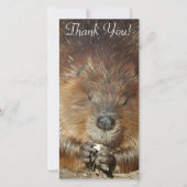Bruin beaver Nibbles voedsel uit stutten kleine po Bedankkaart (Voorkant)