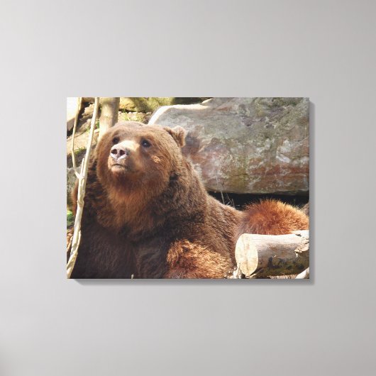 Bruin beer bij de dierentuin uitzicht canvas print (Voorkant)