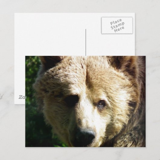 Bruin beer briefkaart (Voorkant / Achterkant)