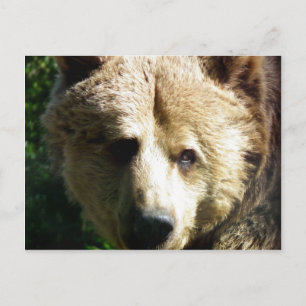 Bruin beer briefkaart
