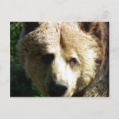 Bruin beer briefkaart (Voorkant)