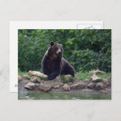 Bruin beer briefkaart (Voorkant / Achterkant)