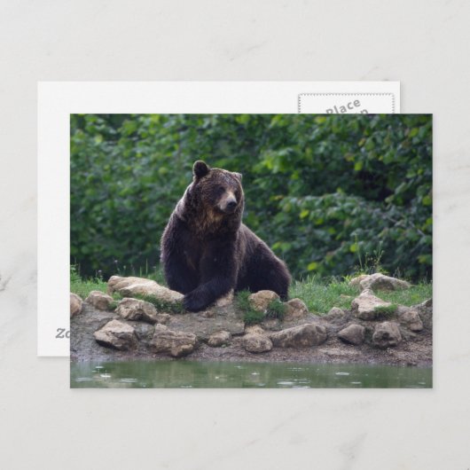 Bruin beer briefkaart (Voorkant / Achterkant)