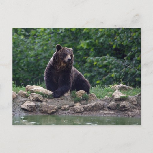 Bruin beer briefkaart (Voorkant)