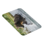 Bruin Beer dat zalm achtervolgt in de rivier Magneet (Rechterzijde)