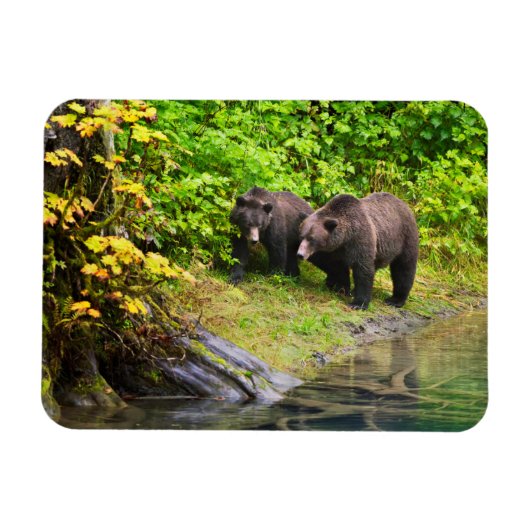 Bruin Beer en kauwen | Hyder, Alaska Magneet (Horizontaal)