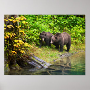 Bruin Beer en kauwen Hyder, Alaska Poster