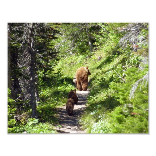 Bruin Beer familie Foto Afdruk (Voorkant)