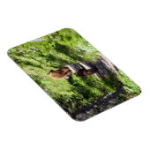 Bruin Beer familie Magneet (Rechterzijde)