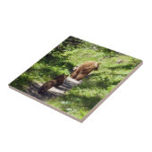 Bruin Beer familie Tegeltje (Zijkant)