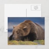 Bruin beer, grizzly beer, een dutje doen, Katmai Briefkaart (Voorkant / Achterkant)