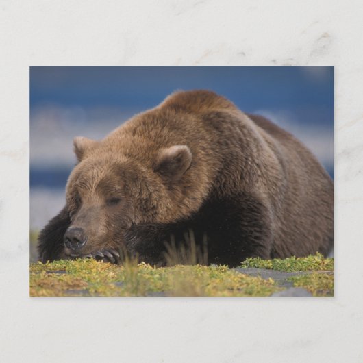 Bruin beer, grizzly beer, een dutje doen, Katmai Briefkaart (Voorkant)
