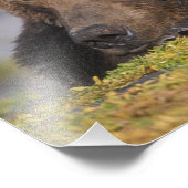 Bruin beer, grizzly beer, een dutje doen, Katmai Foto Afdruk (Hoek)