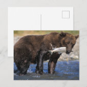 Bruin beer, grizzly beer, met zalmvangst, briefkaart (Voorkant / Achterkant)